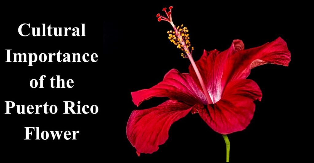 Cultural Importance of the Puerto Rico Flower
