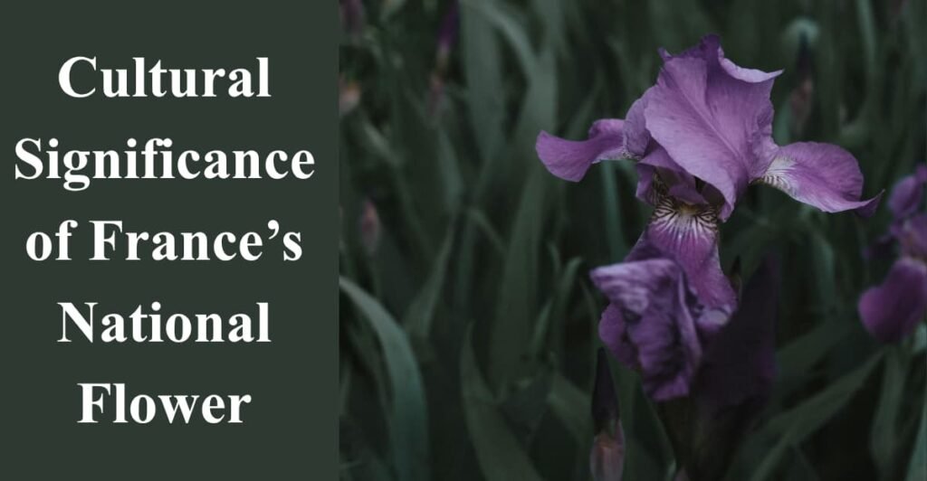 Cultural Significance of France’s National Flower