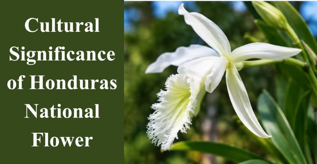 Cultural Significance of Honduras National Flower