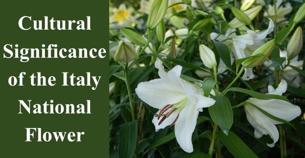 Cultural Significance of the Italy National Flower