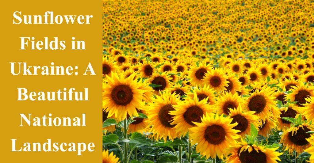 Sunflower Fields in Ukraine: A Beautiful National Landscape