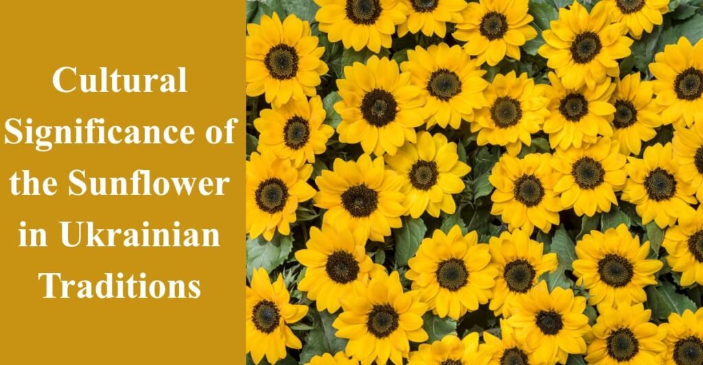 Cultural Significance of the Sunflower in Ukrainian Traditions