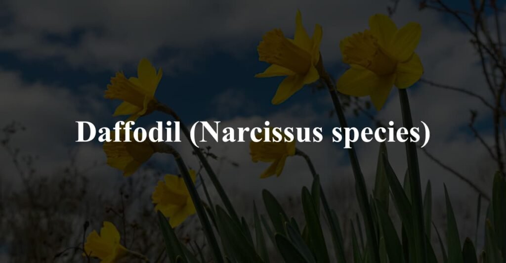 Daffodil (Narcissus species)