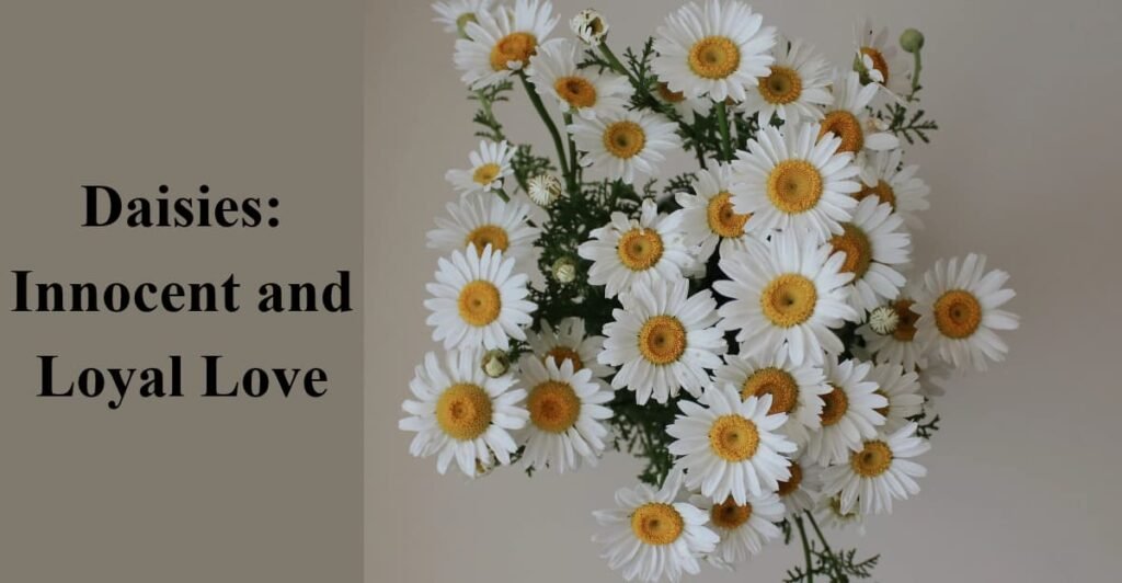 Daisies: Innocent and Loyal Love