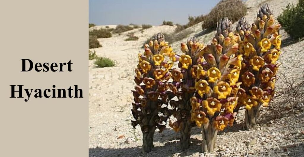 Desert Hyacinth