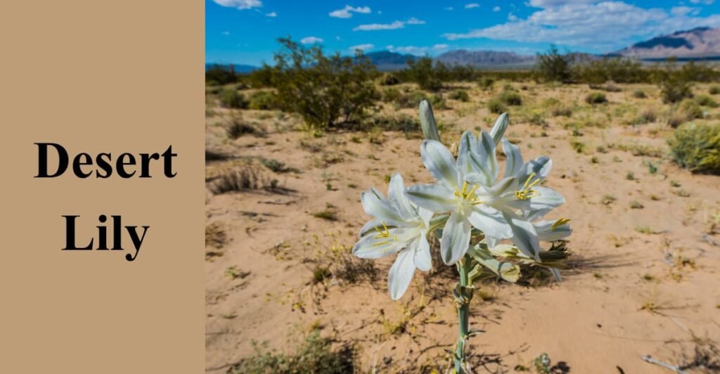 Desert Lily