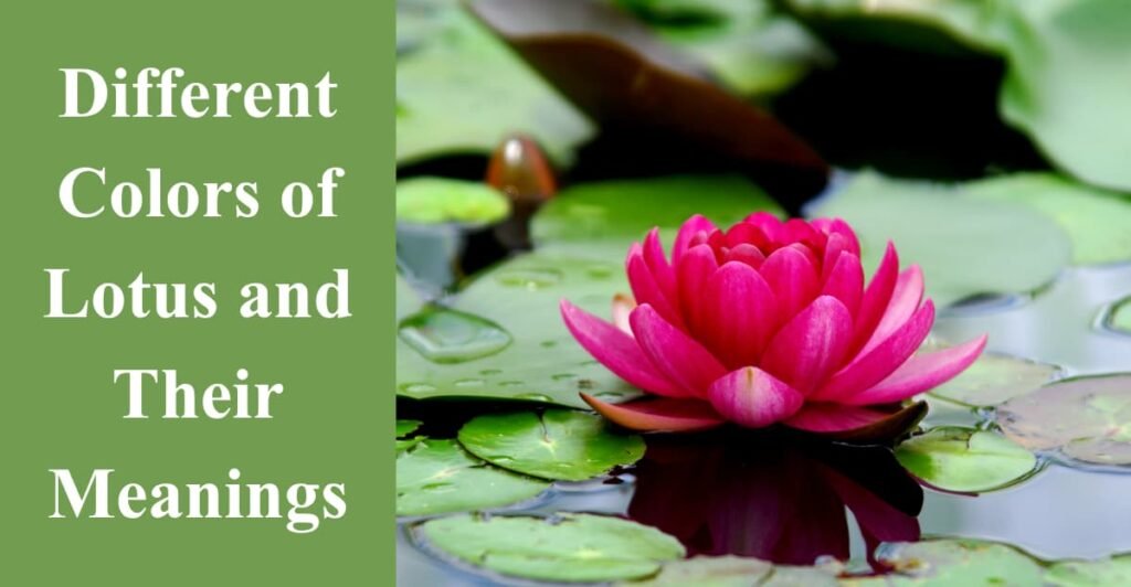 Different Colors of Lotus and Their Meanings