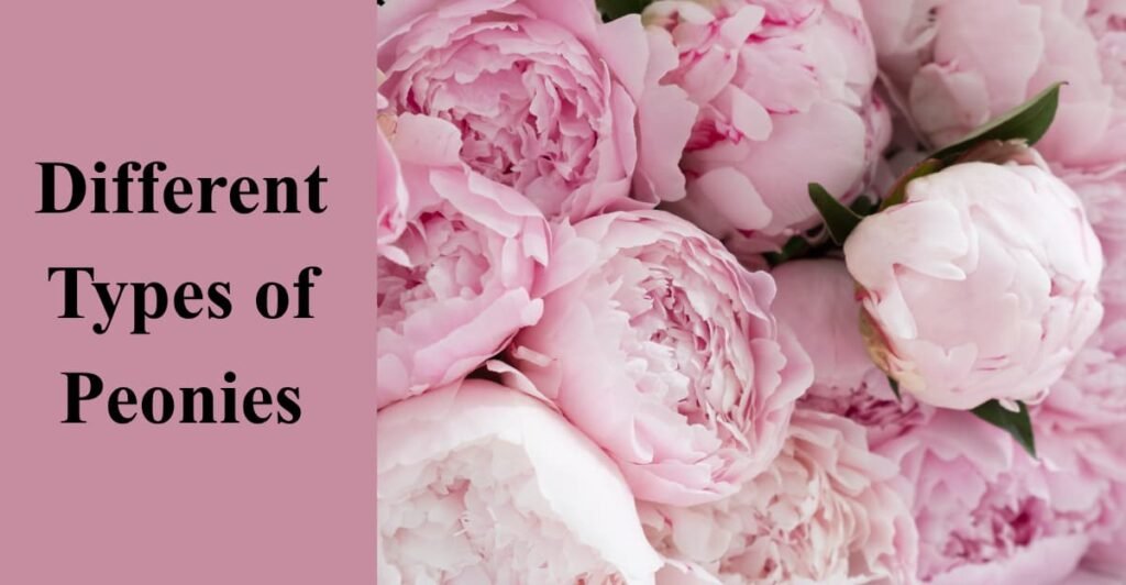 Different Types of Peonies