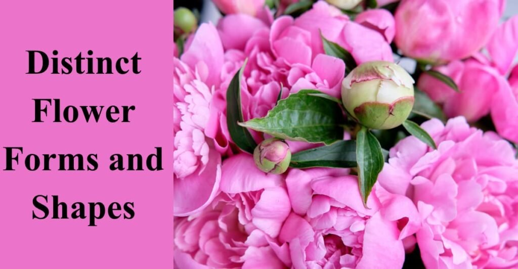 Distinct Flower Forms and Shapes