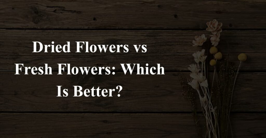 Dried Flowers vs Fresh Flowers: Which Is Better?