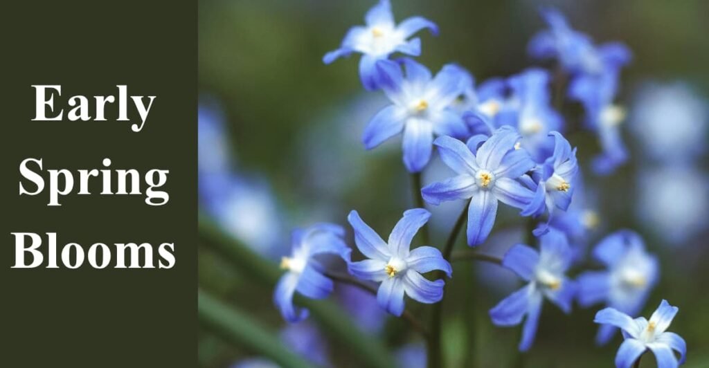 Early Spring Blooms