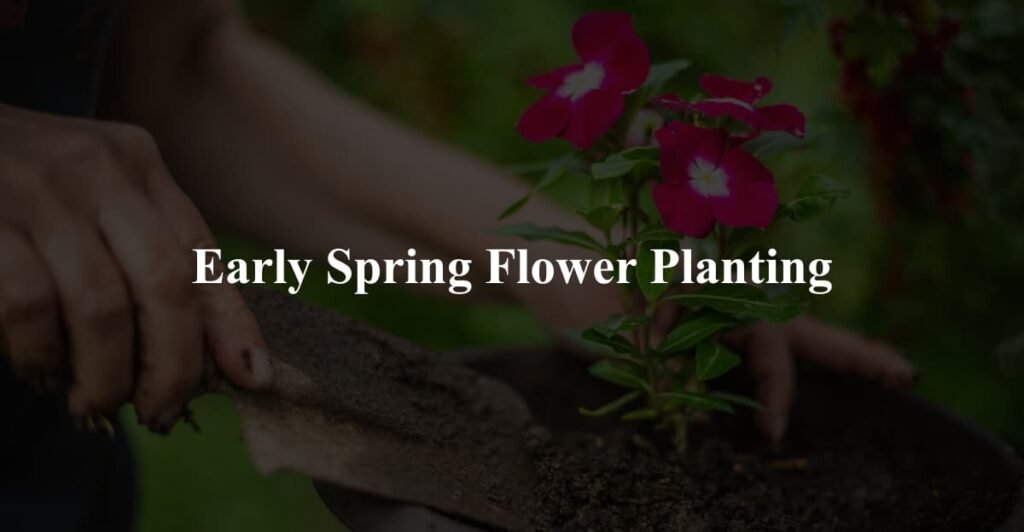 Early Spring Flower Planting