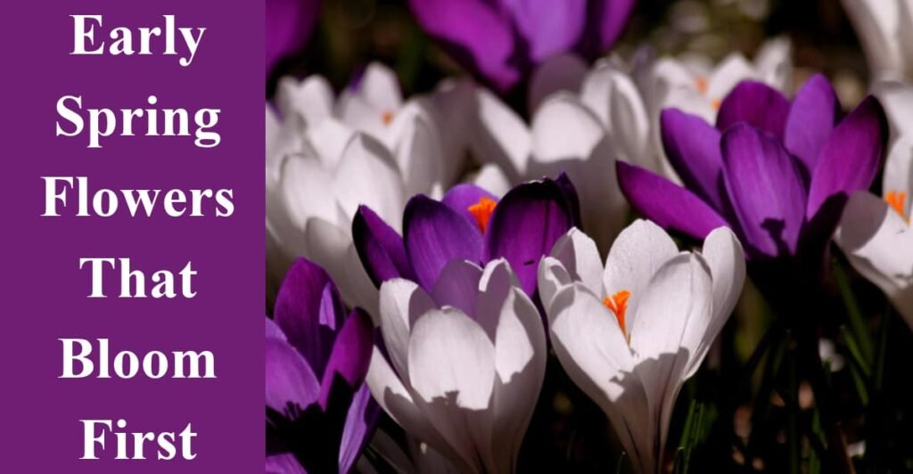 Early Spring Flowers That Bloom First