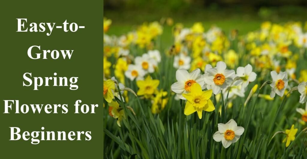 Easy-to-Grow Spring Flowers for Beginners