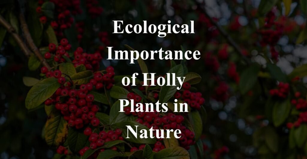 Ecological Importance of Holly Plants in Nature