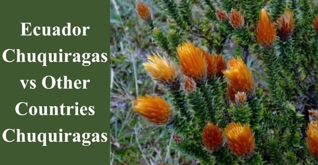 Ecuador Chuquiragas vs Other Countries Chuquiragas
