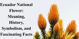 Ecuador National Flower: Meaning, History, Symbolism, and Fascinating Facts