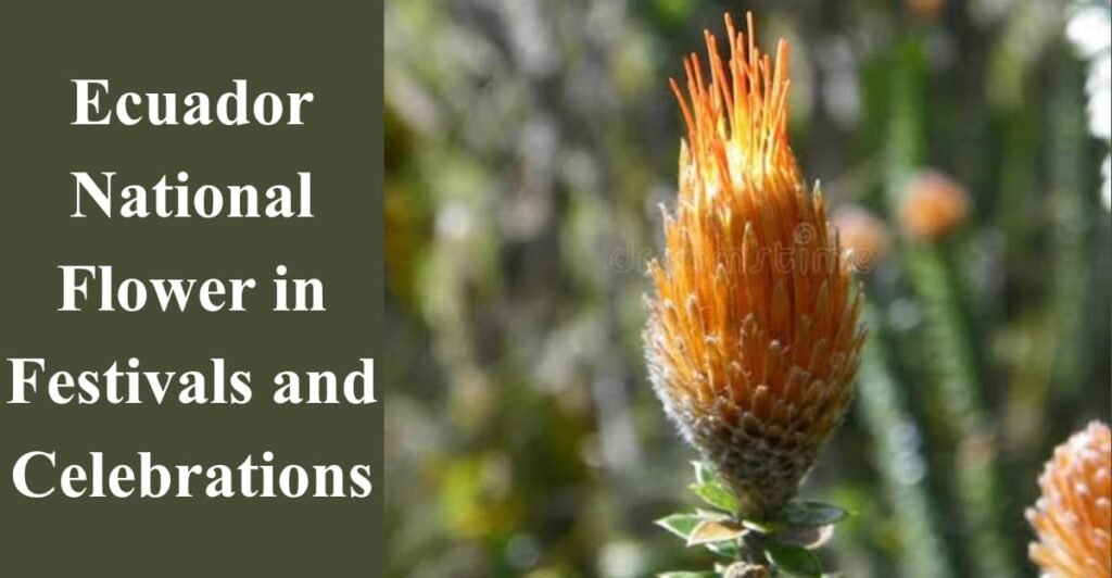 Ecuador National Flower in Festivals and Celebrations