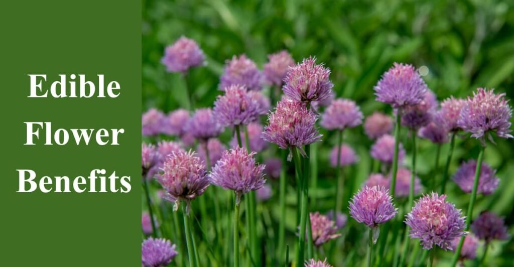 Edible Flower Benefits