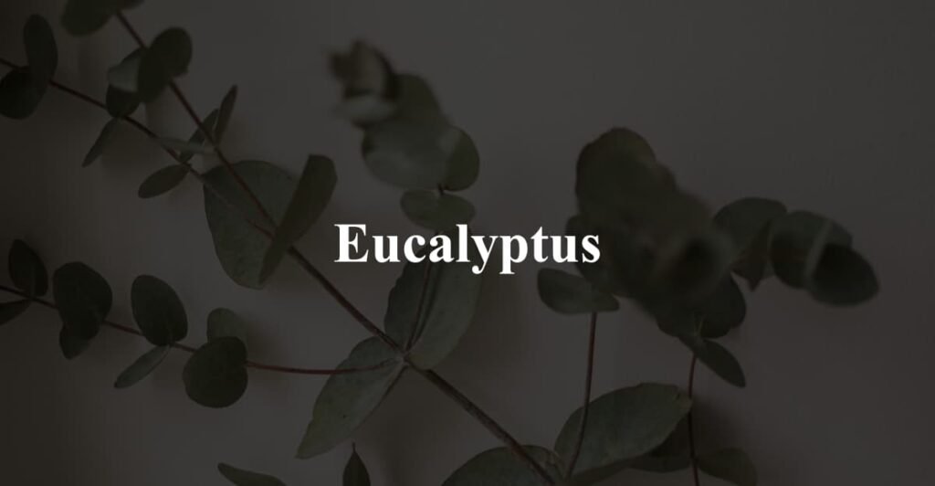 Eucalyptus