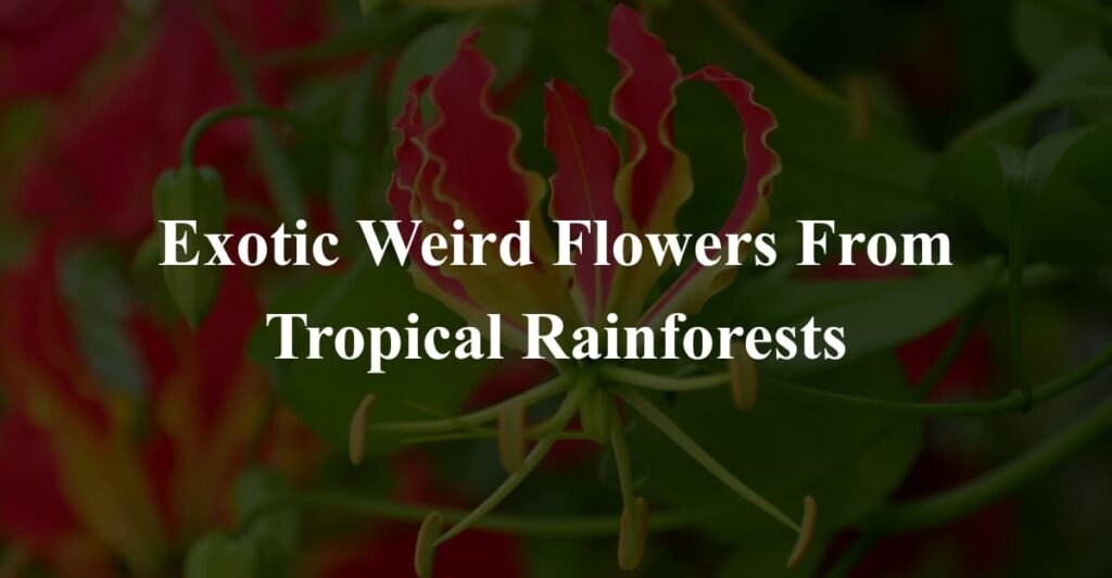 Exotic Weird Flowers From Tropical Rainforests