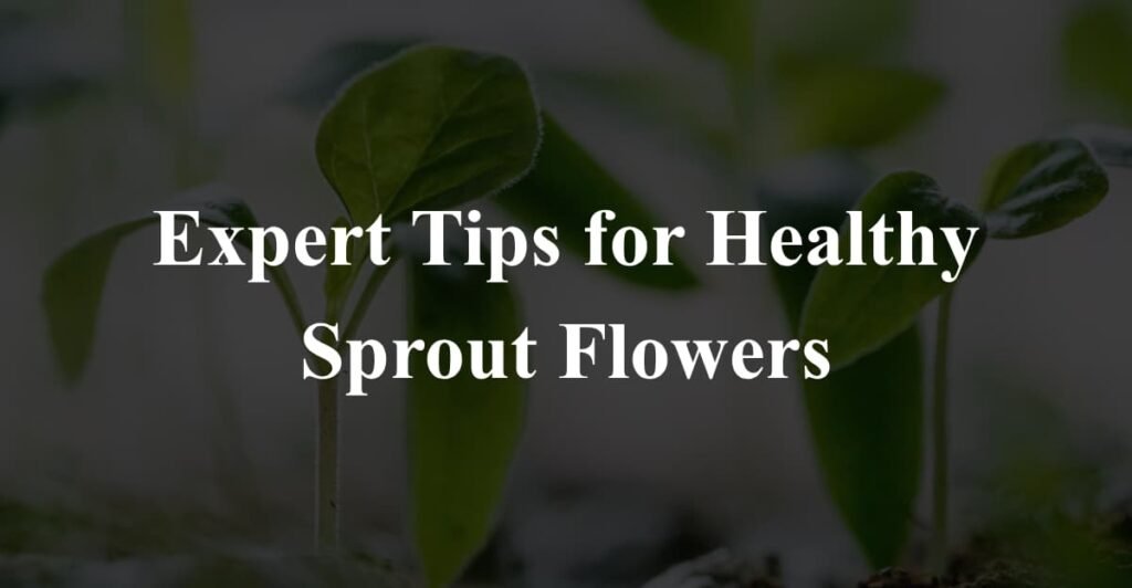 Expert Tips for Healthy Sprout Flowers