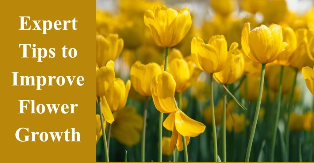 Expert Tips to Improve Flower Growth