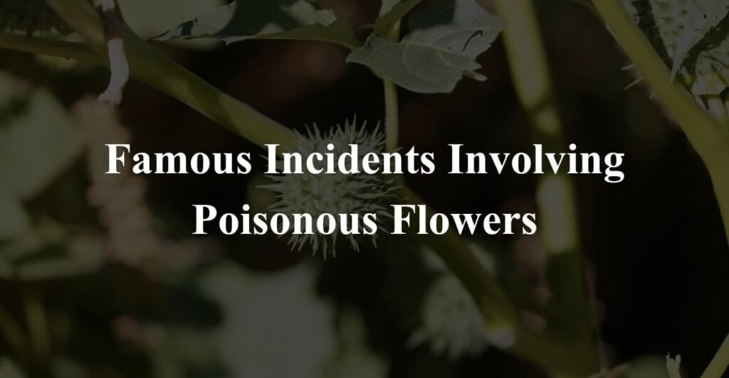 Famous Incidents Involving Poisonous Flowers