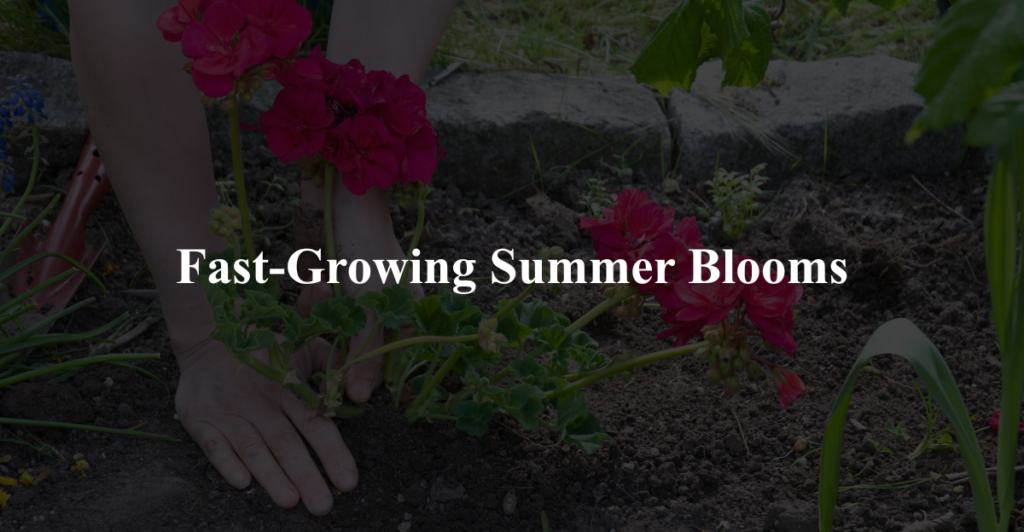 Fast-Growing Summer Blooms