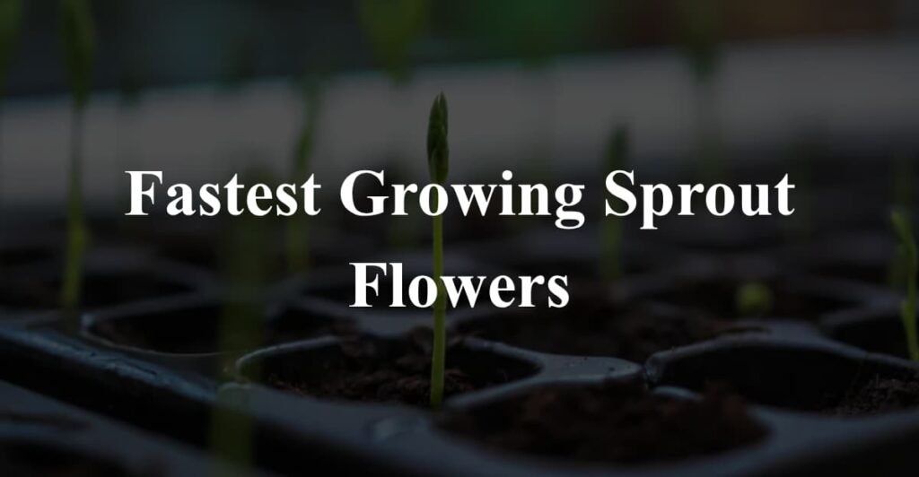Fastest Growing Sprout Flowers