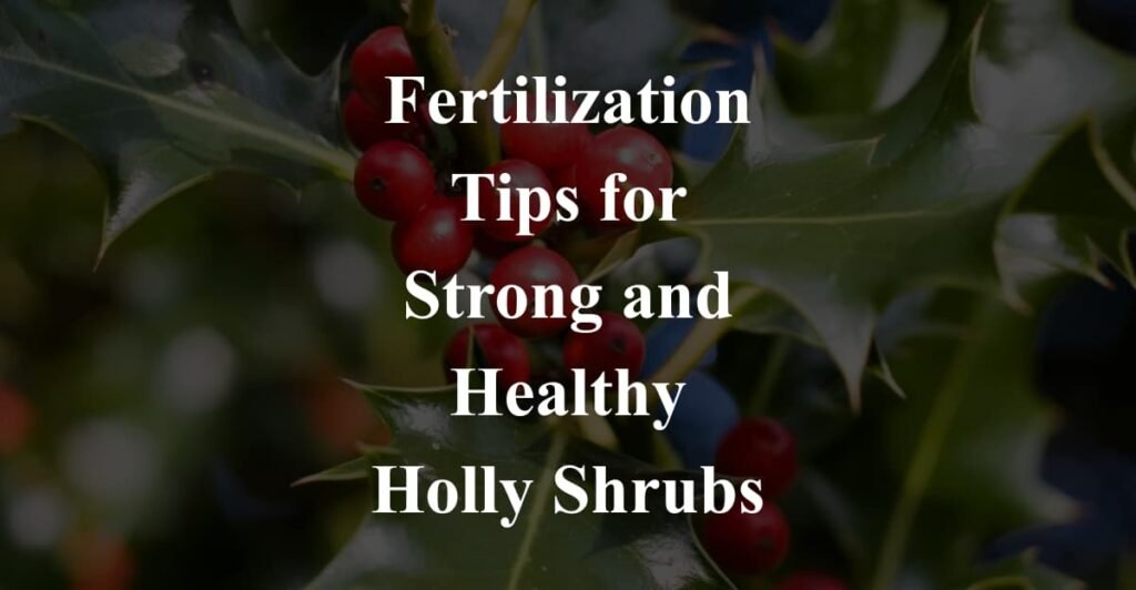Fertilization Tips for Strong and Healthy Holly Shrubs