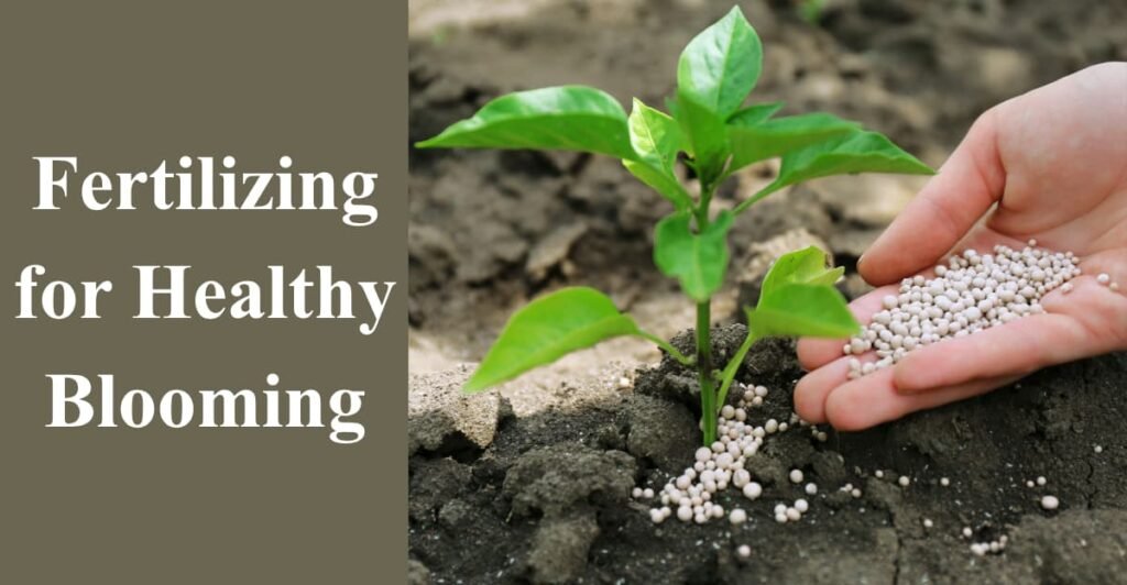 Fertilizing for Healthy Blooming