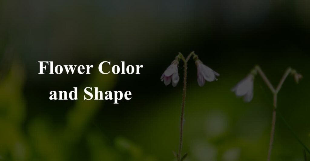 Flower Color and Shape