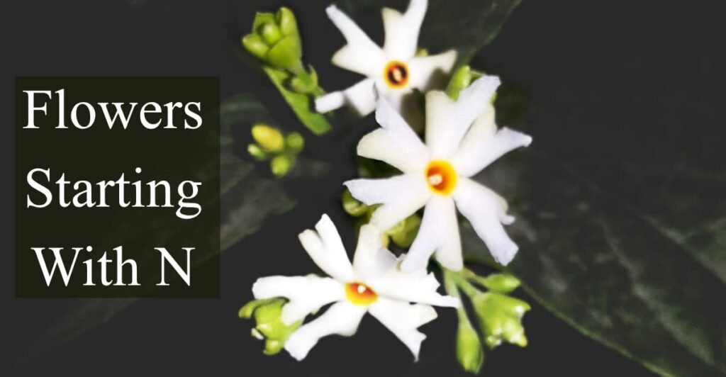 Flowers Starting With N