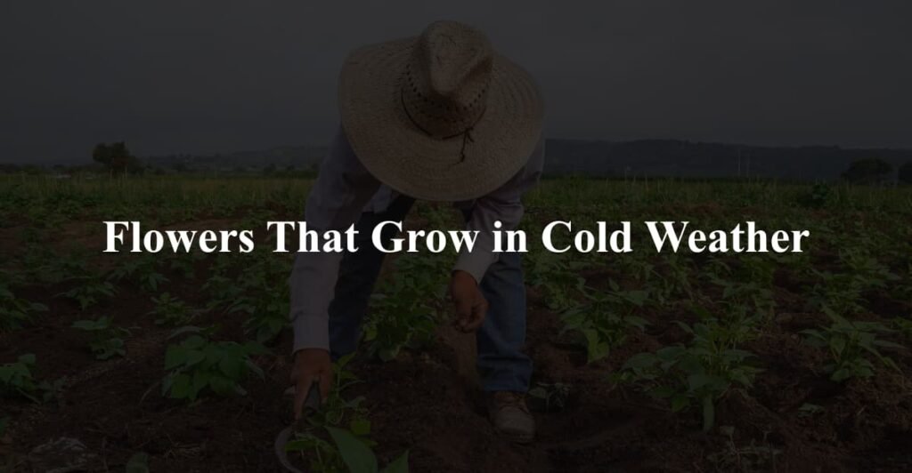 Flowers That Grow in Cold Weather