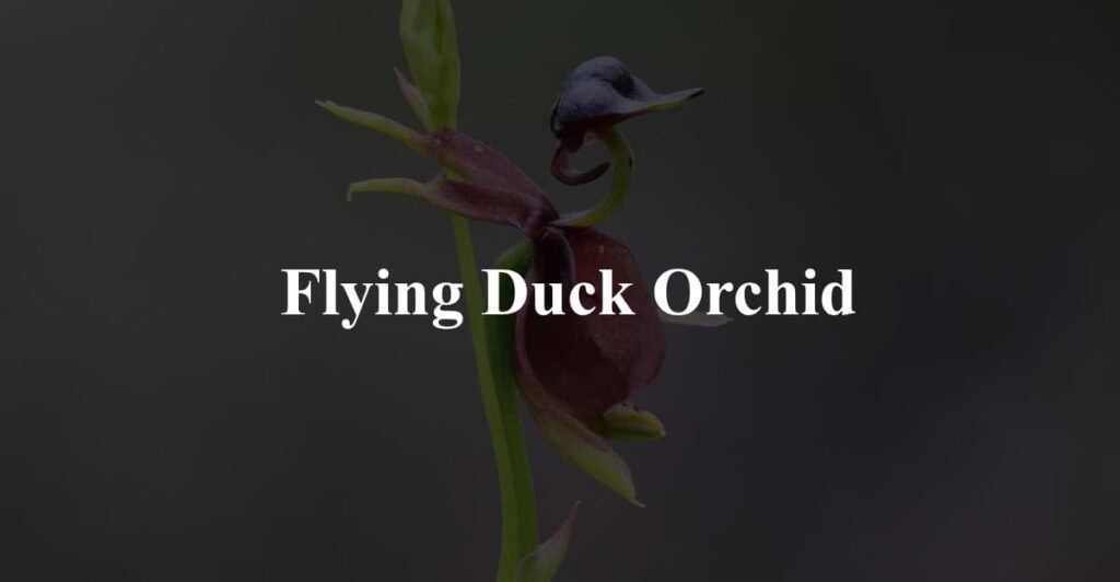 Flying Duck Orchid
