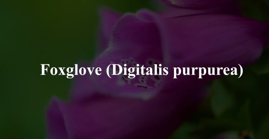 Foxglove (Digitalis purpurea)