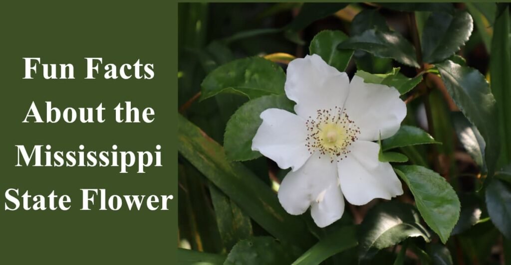 Fun Facts About the Mississippi State Flower