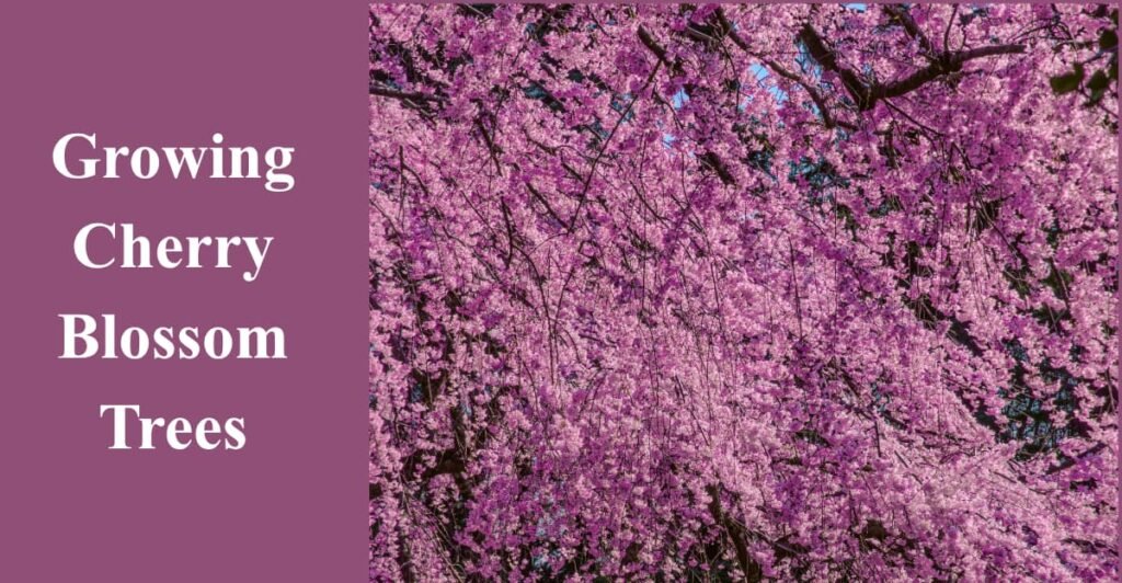 Growing Cherry Blossom Trees