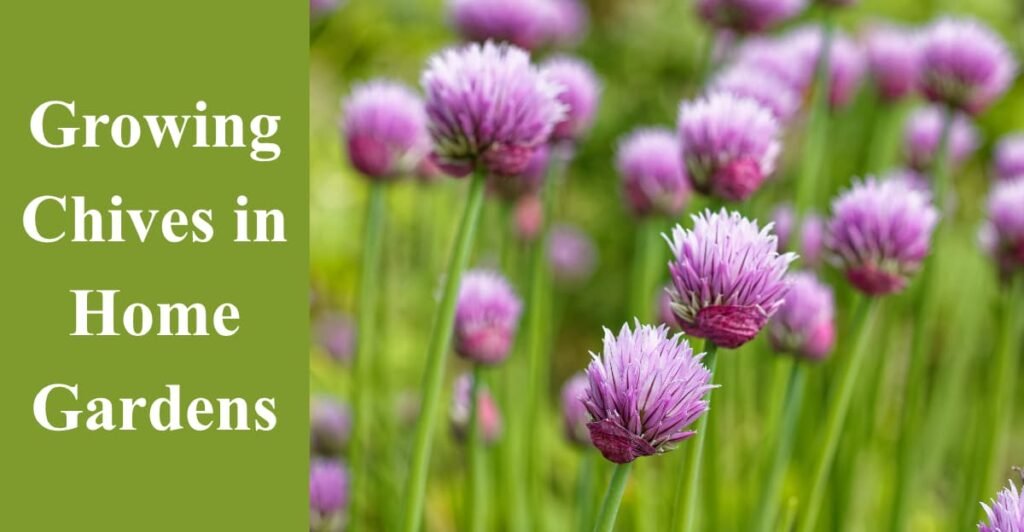 Growing Chives in Home Gardens