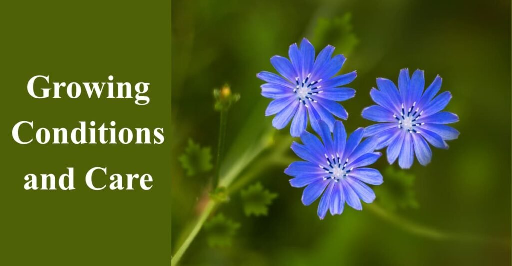 Growing Conditions and Care