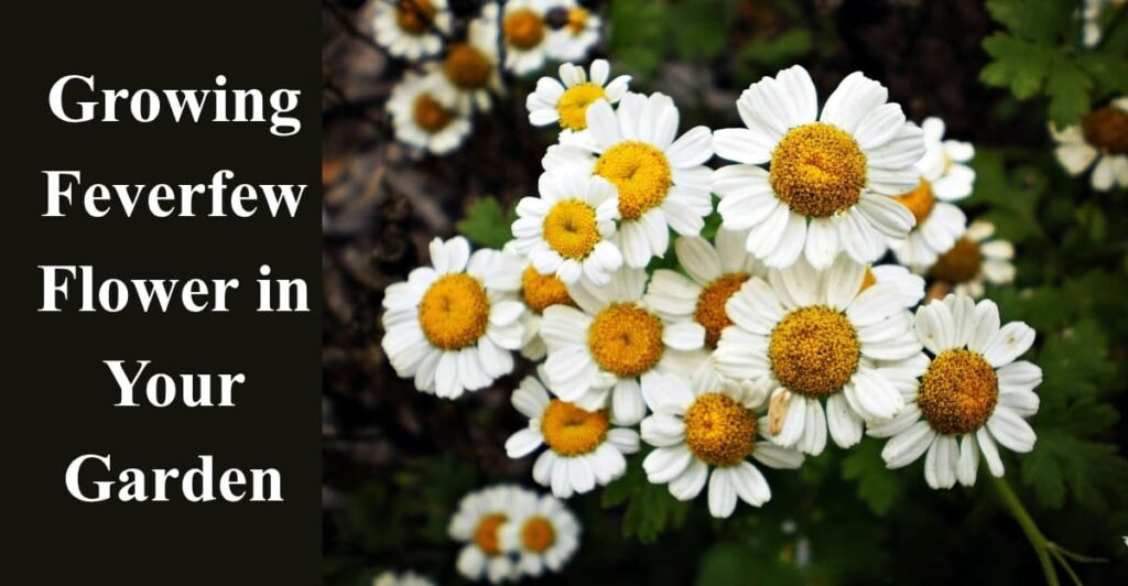 Growing Feverfew Flower in Your Garden