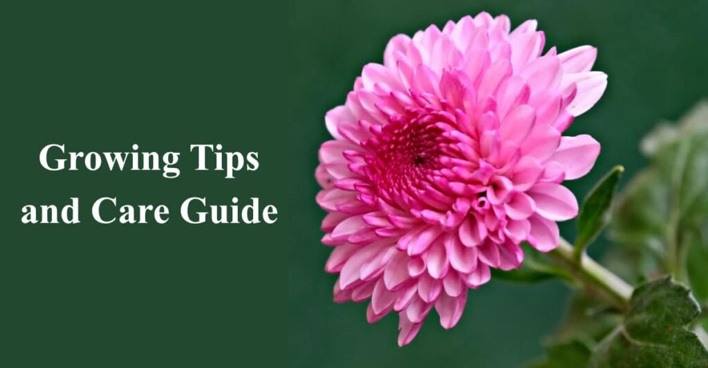 Growing Tips and Care Guide