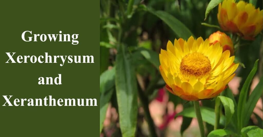 Growing Xerochrysum and Xeranthemum