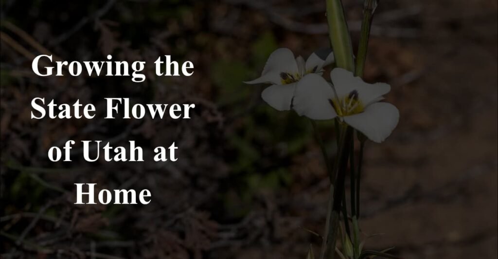 Growing the State Flower of Utah at Home