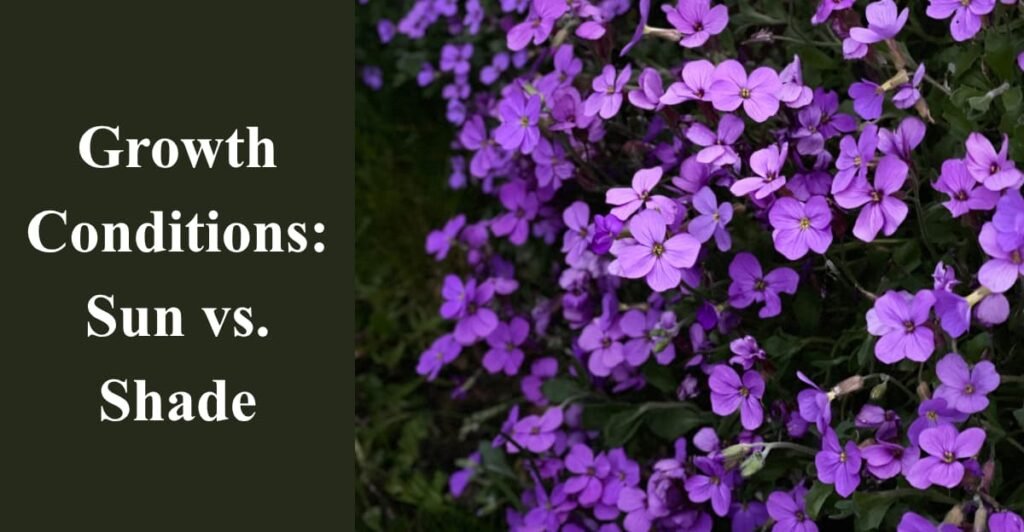 Growth Conditions: Sun vs. Shade