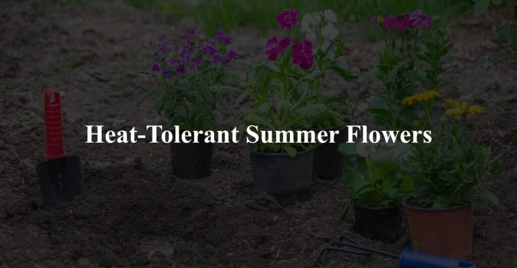 Heat-Tolerant Summer Flowers