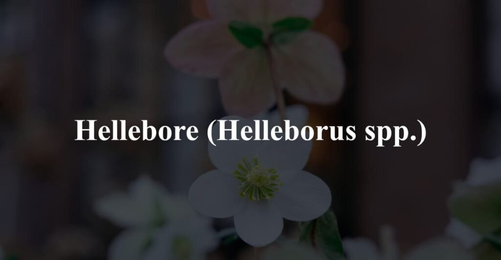 Hellebore (Helleborus spp.)