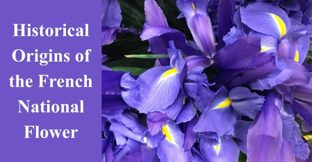 Historical Origins of the French National Flower