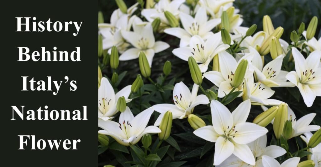 History Behind Italy’s National Flower